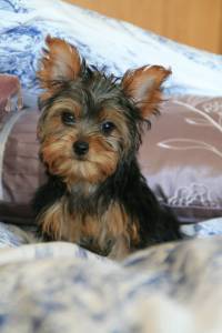 Yorkshire terrier- lop e afixo