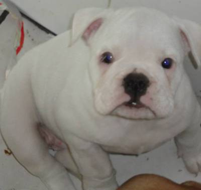 Ninhada Bulldog ingles