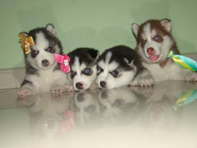 O DESAFIO HUSKY FOTOS REAIS E VIA WHATSAPP CONFIR O DESAFIO HUSKY FOTOS REAIS E VIA WHATSAPP CONFIR