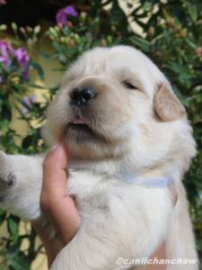 Lindos filhotes de goldens Lindos filhotes de goldens