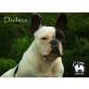 Bulldog Francs Matriz