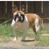 Bulldog Francs Matriz I