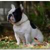 Bulldog Francs Padreador