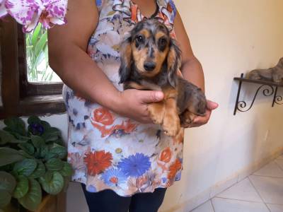 DE VITA KENNEL-Dachshund FMEA Pelo Longo ARLEQUIM