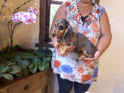 DE VITA KENNEL-Dachshund FMEA Pelo Longo ARLEQUIM