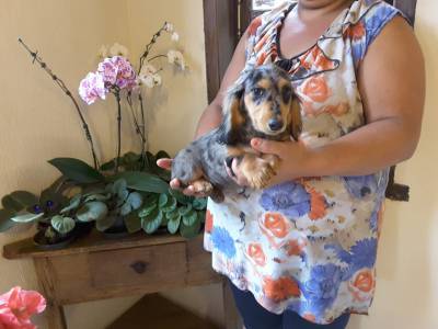 DE VITA KENNEL-Dachshund FMEA Pelo Longo ARLEQUIM