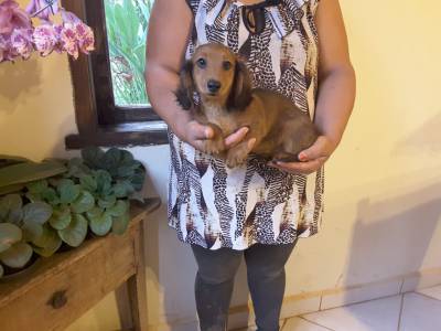 DE VITA KENNEL - Dachshund Pelo Longo VERMELHO