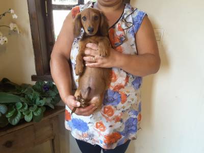 DE VITA KENNEL - Dachshund Pelo Longo VERMELHA