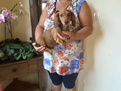 DE VITA KENNEL - Dachshund Pelo Longo VERMELHA