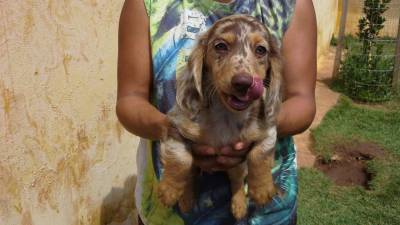 DE VITA KENNEL-Dachshund FMEA CHOCOLATE ISABELA