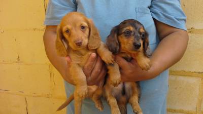 DE VITA KENNEL-Dachshund PLongo DOURADO e ARLEQUI 