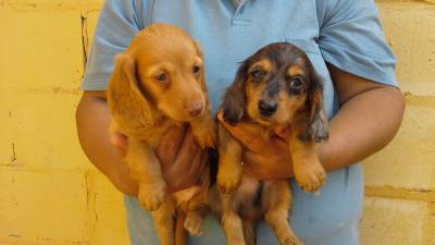 DE VITA KENNEL-Dachshund PLongo DOURADO e ARLEQUI 