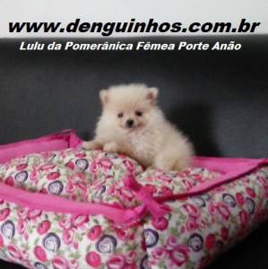 Filhote de Lulu da Pomerania