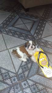 SHIH TZU MINI