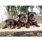 Yorkshire Terrier Yorkshire lindos filhotes com garantia em Curitiba