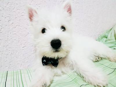 West Highland White Terrier