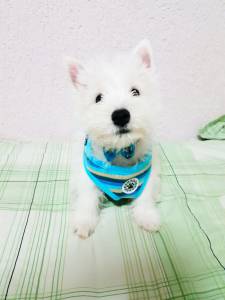 West Highland White Terrier