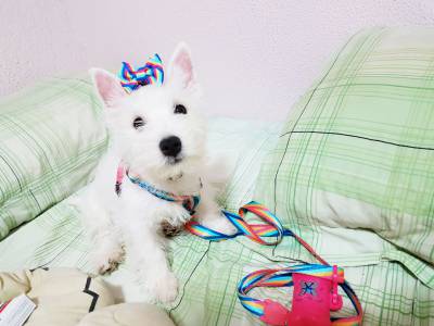 West Highland White Terrier