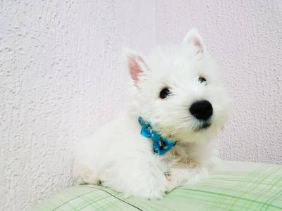 West Highland White Terrier