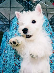 West Highland White Terrier