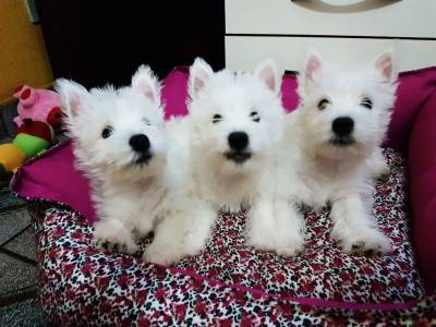 West Highland White Terrier