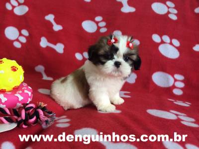 Filhotes de Shih Tzu a venda em SAO PAULO