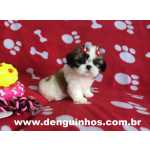 Shih-tzu Filhotes de Shih Tzu a venda em SAO PAULO So Paulo So Caetano Do Sul