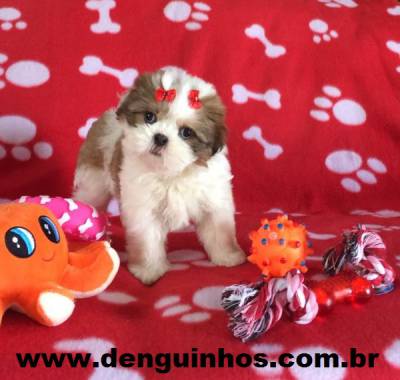 Filhotes de Shih Tzu a venda em SAO PAULO