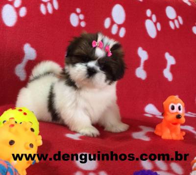 Filhotes de Shih Tzu a venda em SAO PAULO