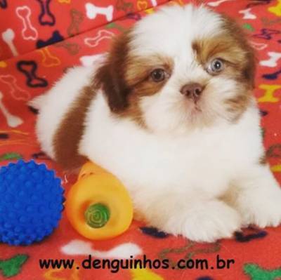 Filhotes de Shih Tzu a venda