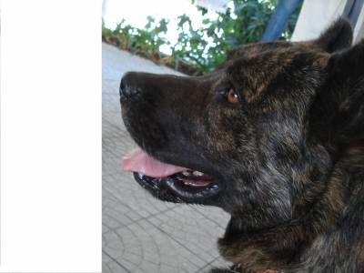 DE MOMENTO NÃO HÁ CACHORROS DE MOMENTO NÃO HÁ CACHORROS
