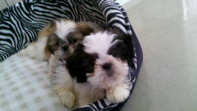 shihtzu machos itaquera zleste