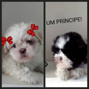 shih tzu machinho e feminha parc carto