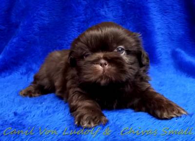 Shih tzu chocolate