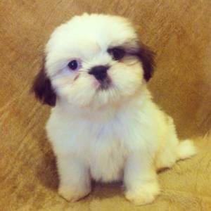 shihtzu machos tricolores itaquera zleste