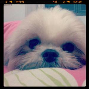 MACHINHOS SHIHTZU PENTREGA ZLESTE