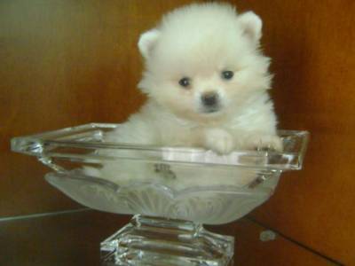 Criadores de lulu da pomerânia Clearance