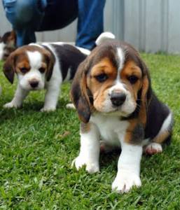 Beagle linhagem de Campees