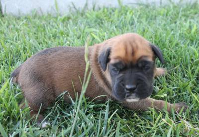 Boxers camura puros