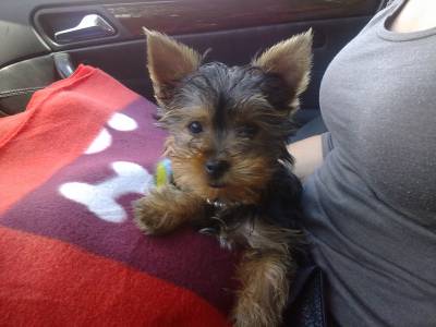 Cachorrinhas Femas yorkshire mini Puras