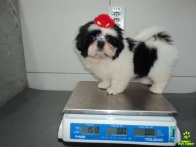 kindas femeas shihtzu pandinhas itaquera