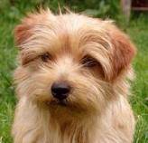 Norfolk Terrier filhotes