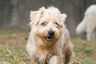 Norfolk Terrier filhotes