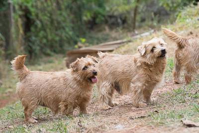 Norfolk Terrier filhotes