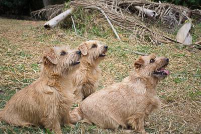 Norfolk Terrier filhotes