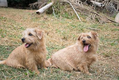 Norfolk Terrier filhotes