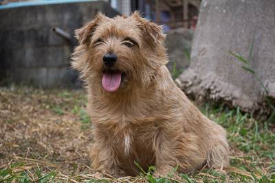 Norfolk Terrier filhotes