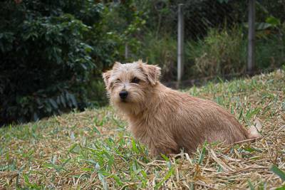 Norfolk Terrier filhotes