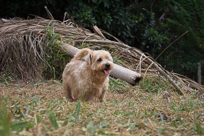 Norfolk Terrier filhotes