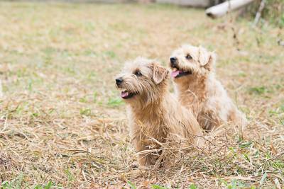 Norfolk Terrier filhotes